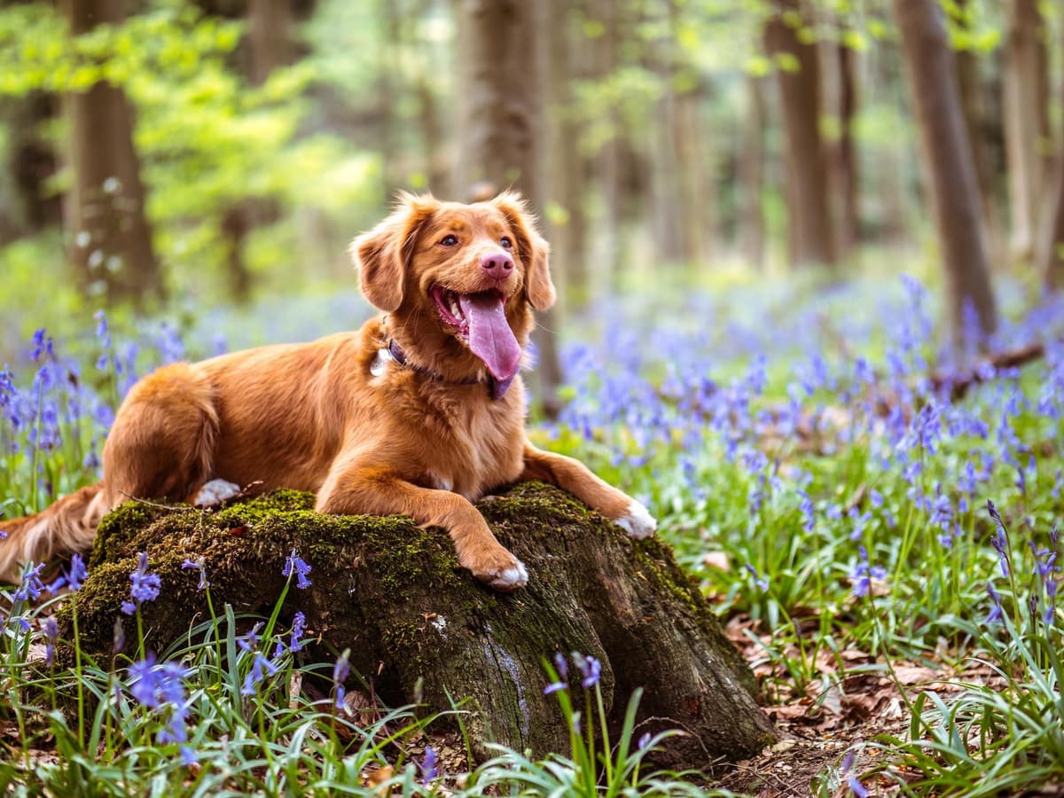 Met de hond naar Zeeland: 5 tips voor de perfecte strandvakantie met je viervoeter